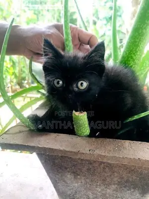 Persian Mix Kittens
