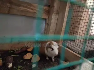 Guinea Pigs