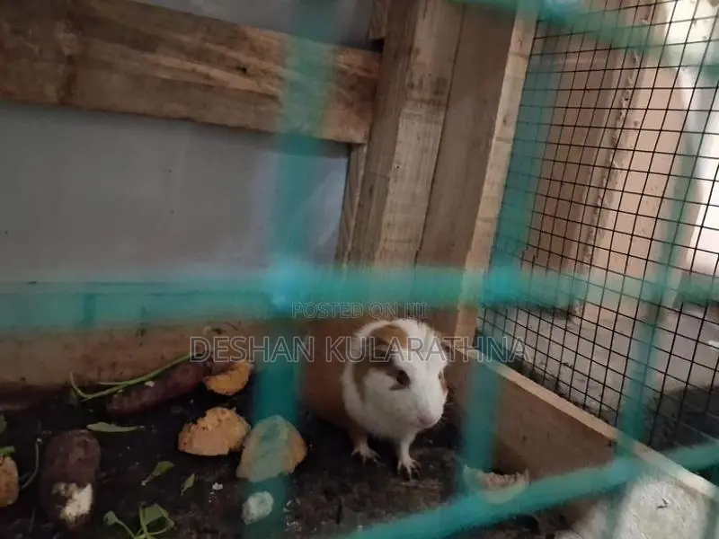 Guinea Pigs