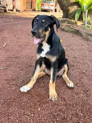 Great Dane - German Shepherd Cross Female Puppy
