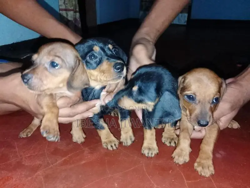 Dachshund Puppies