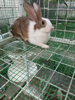 Rabbits