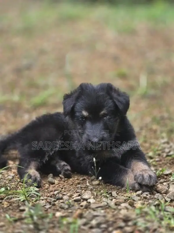 German Shepherd Puppies