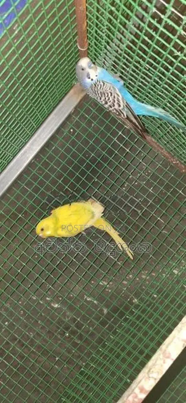 ලව්බර්ඩ් පක්ෂින්