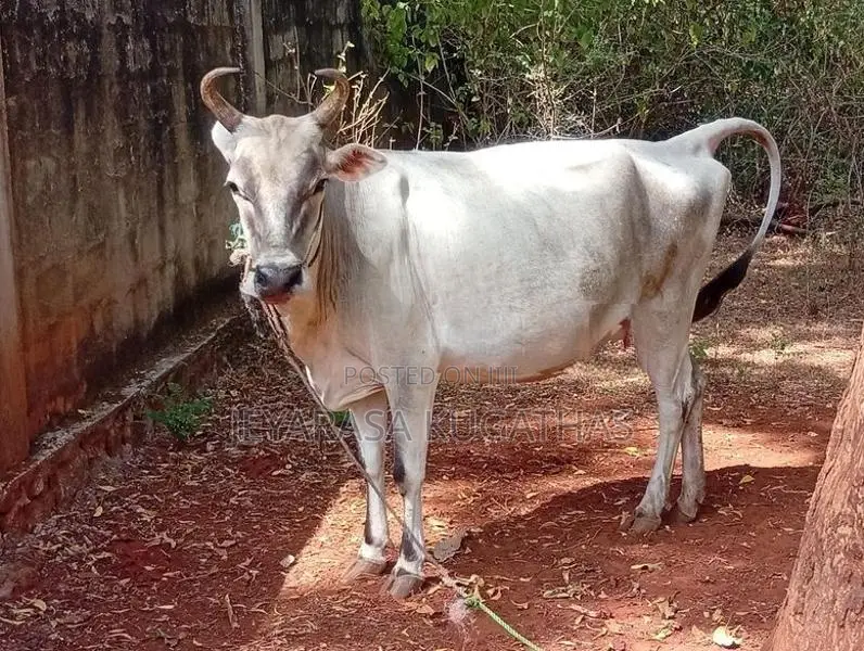 Milk Cow