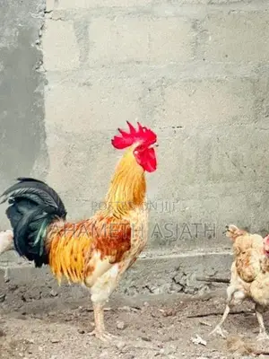 Aseel Rooster