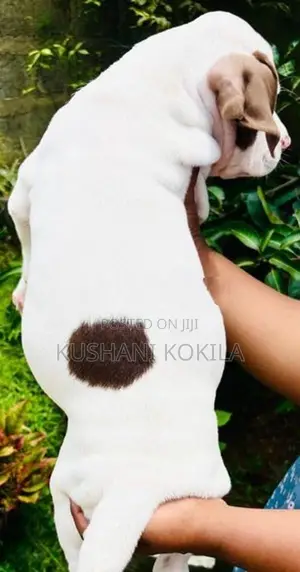 American Bully XL Puppies