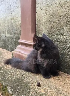persian kitten