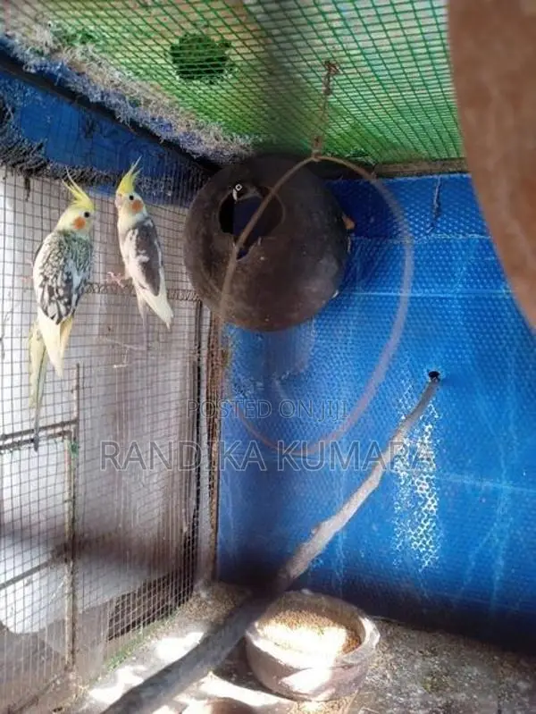 Cockatiel Bird