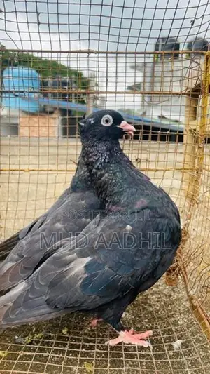 Nuns Pigeon