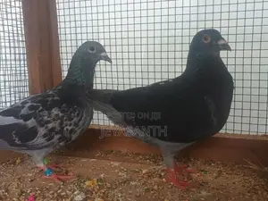 Pigeons