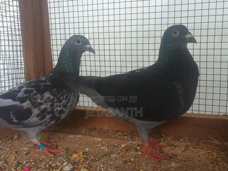 Pigeons