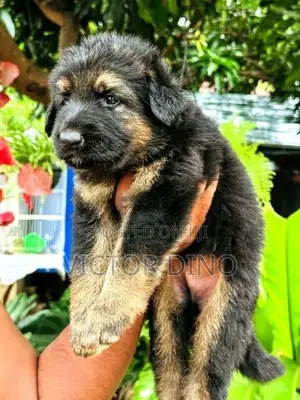 German Shapherd Long Coat Puppies