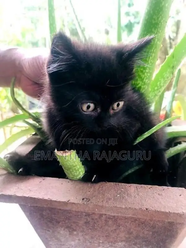 Persian Mix Kittens
