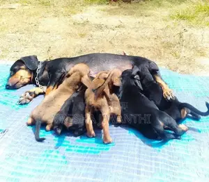 Dachshund Puppies