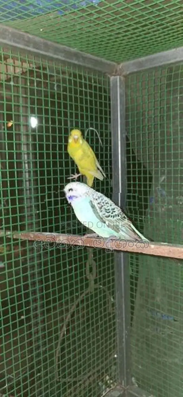 ලව්බර්ඩ් පක්ෂින්