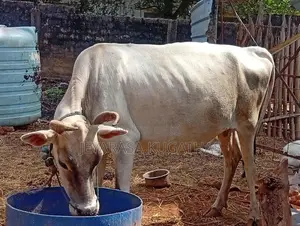 Milk Cow