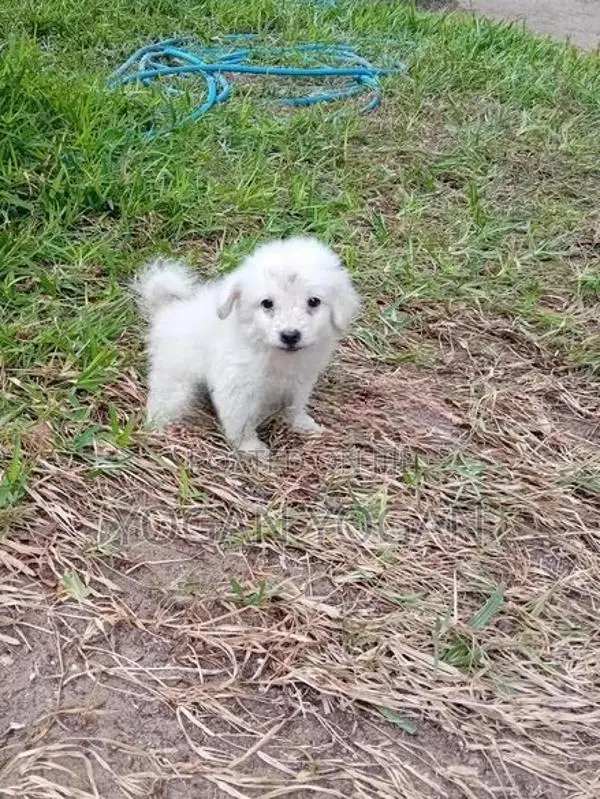 Pomeranian Dog