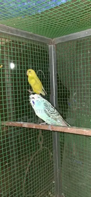 ලව්බර්ඩ් පක්ෂින්