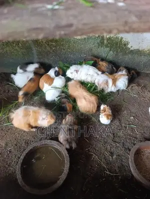 Long Hair Gunia Pigs