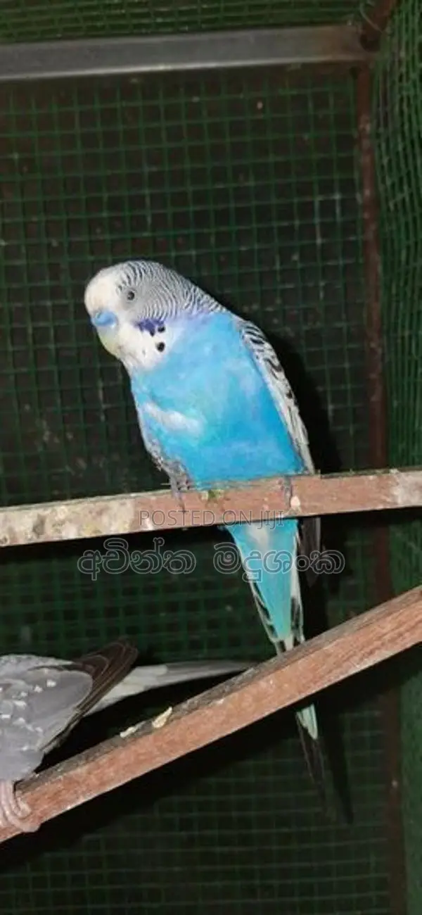 ලව්බර්ඩ් පක්ෂින්