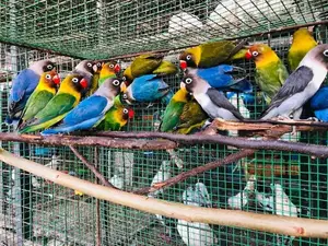 African Love Birds