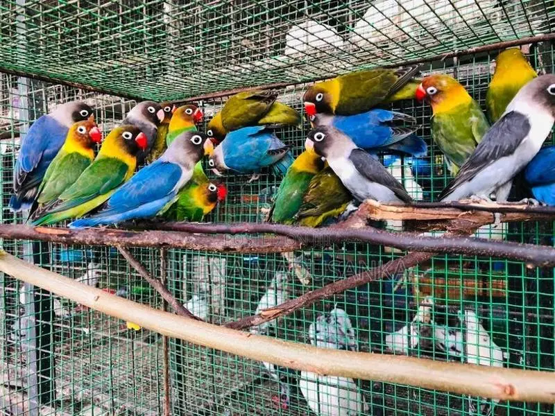 African Love Birds