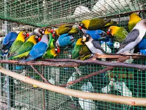 African Love Birds