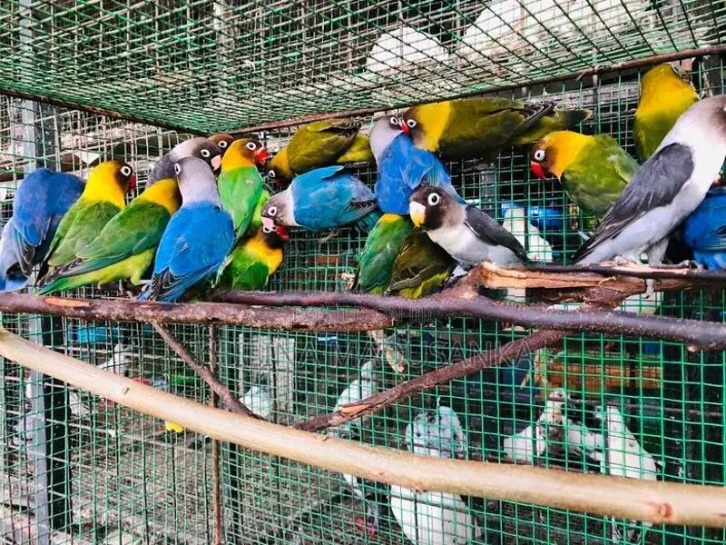 African Love Birds
