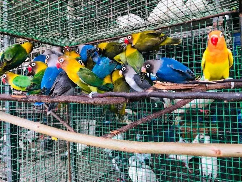 African Love Birds