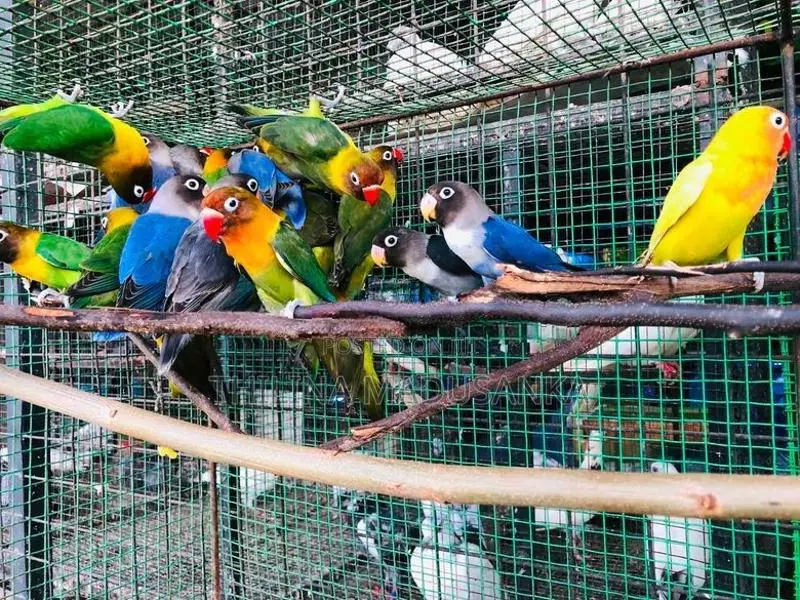 African Love Birds