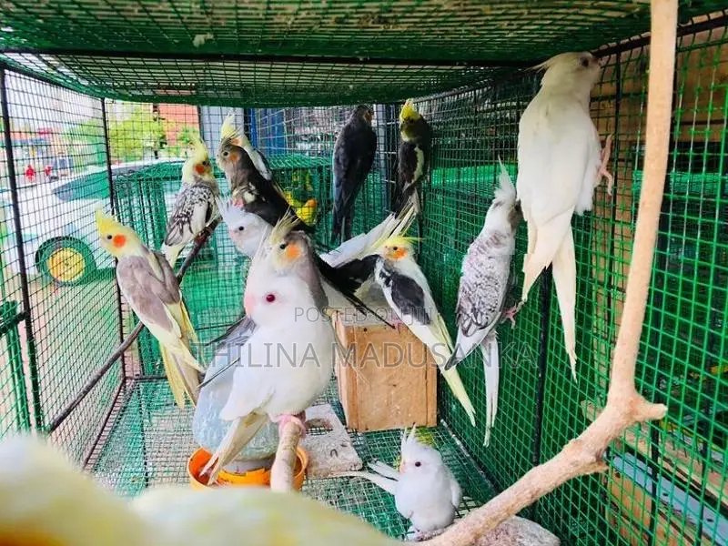 Cockatiel Birds