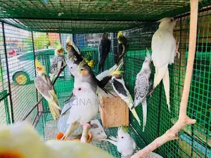 Cockatiel Birds