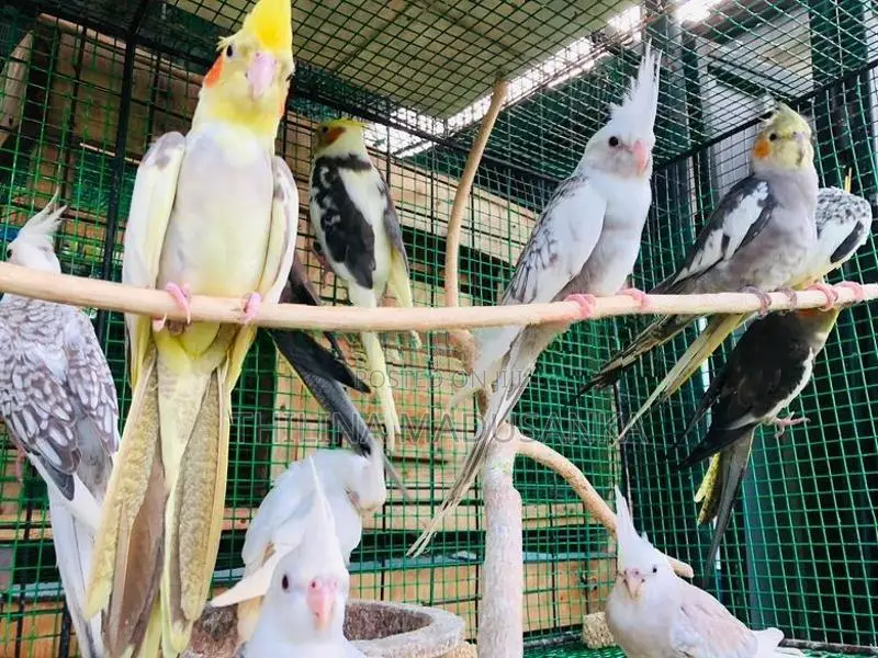 Cockatiel Birds