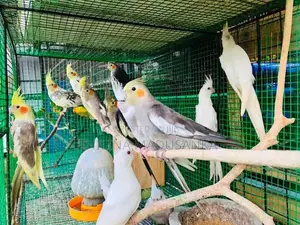Cockatiel Birds