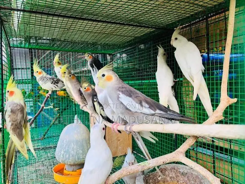 Cockatiel Birds