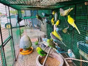 Love Birds