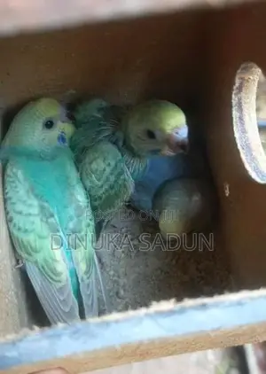 Rainbow Love Birds