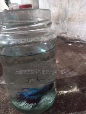 Betta Fish