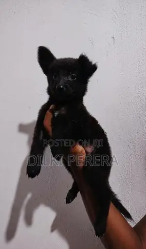 German Shepherd Puppy