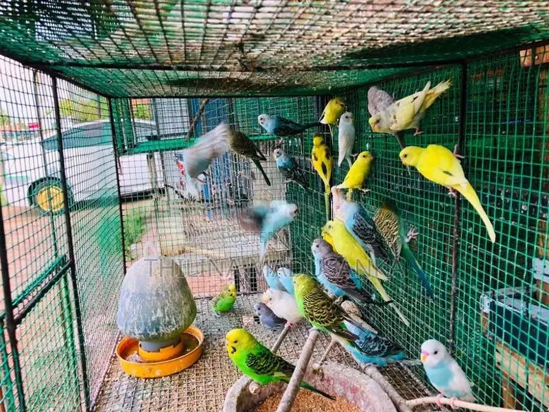 Love Birds