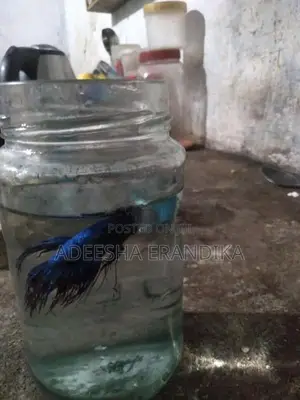 Betta Fish