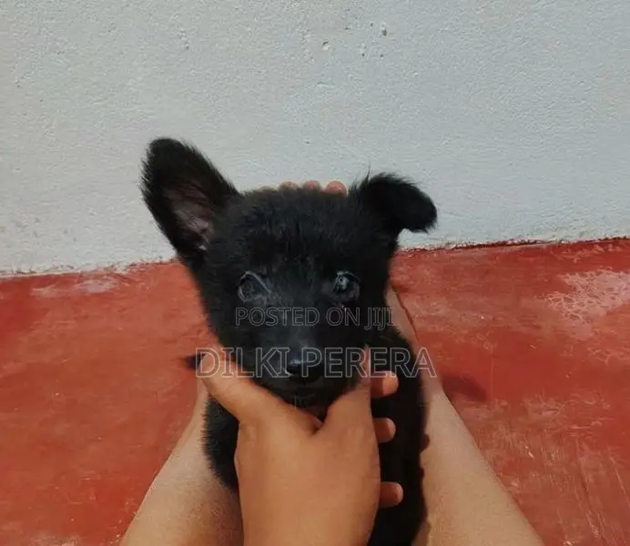 German Shepherd Puppy