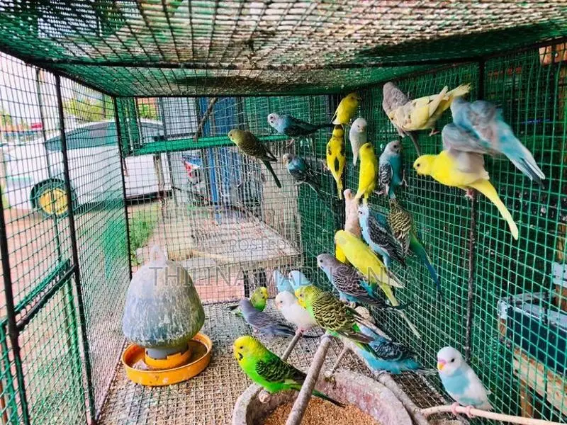 Love Birds
