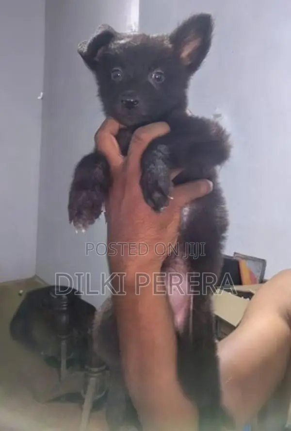 German Shepherd Puppy
