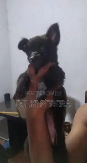 German Shepherd Puppy