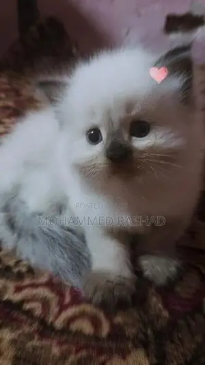 Persian Cat