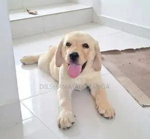Labrador Retriever Puppy