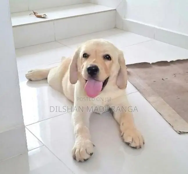 Labrador Retriever Puppy