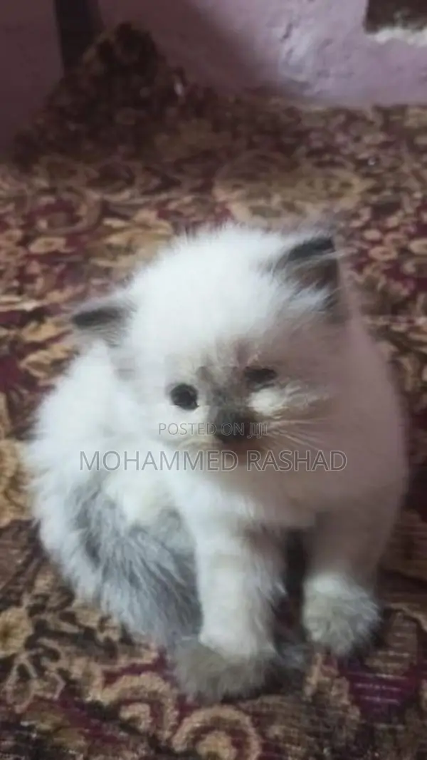 Persian Cat